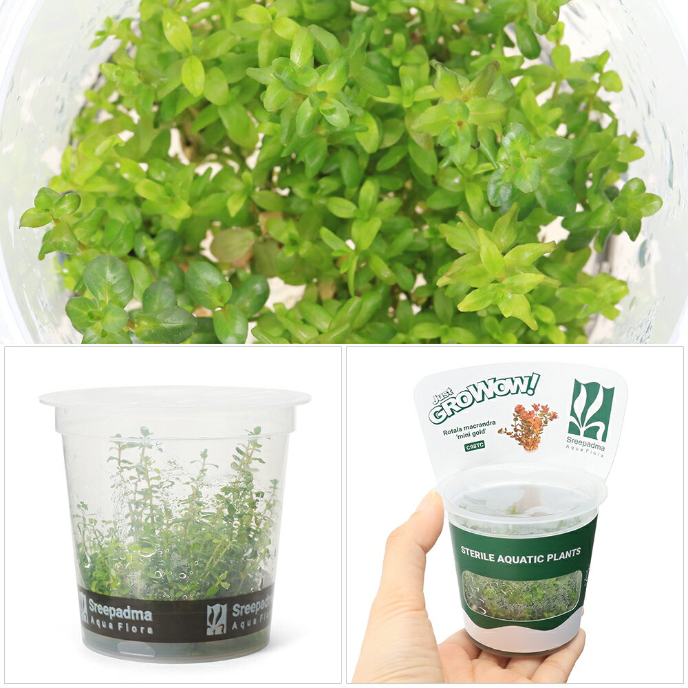 �ʿ�����ȿ�����GROWOW���������顡�ޥ����ɥ顡�ߥˡ�������ɡ�̵�����ˡ�1���åסˡ�C98 TC