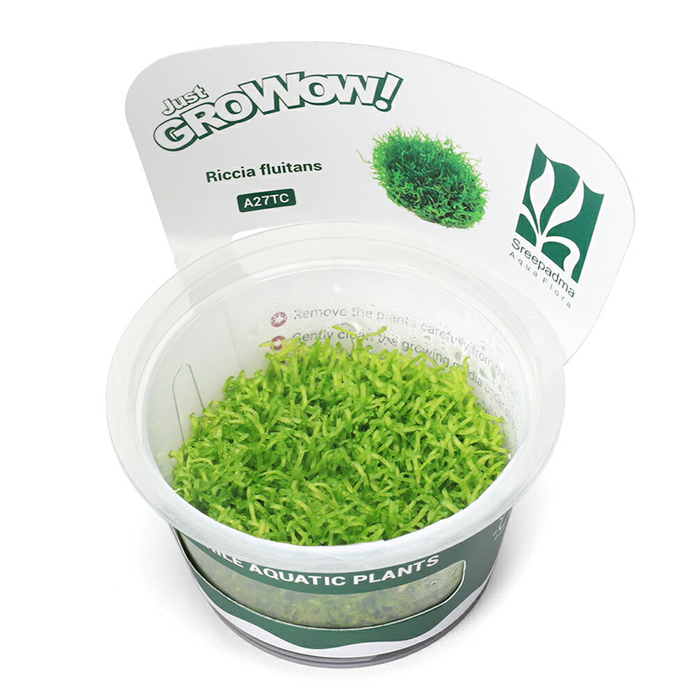 （水草）組織培養GROWOW！　リシア（無農薬）（1カップ）　北海道・九州航空便要保温