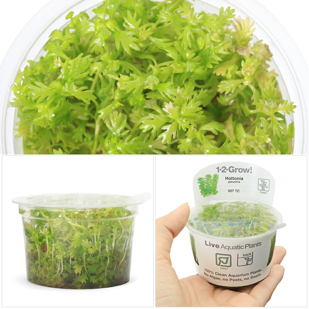 （水草）組織培養1−2−GROW！　ホトニア　パルストリス　トロピカ製（無農薬）（1カ...