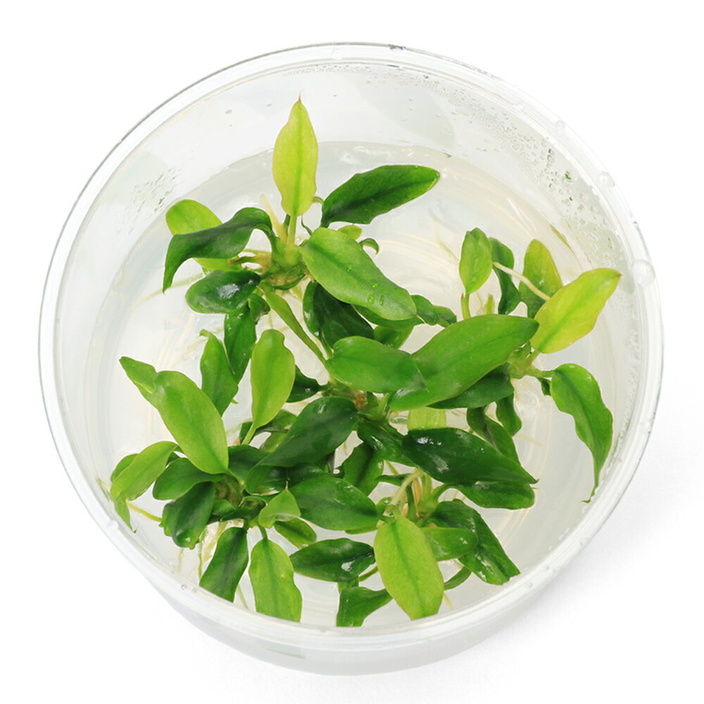 組織培養で育てられた水草です！完全無農薬で、エビにも安心！組織培養　アヌビアス　ミニマ販売単位1カップ発送サイズカップサイズ　直径約6cm残留農薬無農薬分類サトイモ科（Araceae）アヌビアス属（Anubias）別名—分布改良品種学名Anubias　minima（※）…改良品種や学名が不明の種は流通名での記載の場合があります。どんな種類？育成難易度　→　★☆☆☆☆サトイモ科（Araceae）の植物。葉がアヌビアス　ナナと比べ細長で葉幅も細く全体的にシャープな印象で、ランケオラータなどと違い葉は折り重なるように成長するのが特徴です。通常のアヌビアス　ナナよりも一回り小さくなるタイプのアヌビアスです。石や流木に着生（張り付く）する性質がある点、水質に幅広く対応し、低光量にも強く、CO2の添加も必要ないことから幅広い用途に使用できる種類です。アヌビアスをメインとした水槽は非常に落ち着いた印象を与えます。着生すると言う性質を利用すれば立体的なレイアウトを作成したり、底床が薄くなりがちで、対応器具も少なめで本格的に水草を楽しむにはパワー不足となりやすい小型水槽においても本格的なレイアウトを楽しめる1種です。強い光や、肥料は必要無く、逆にどちらも抑え気味の方が綺麗に育てることができます。CO2の添加が無くても問題なく育ちますが、添加をした方が成長が早いです。コケが付きやすいのですが、葉はしっかりしており食害を受けることがあまり無いので、ヤマトヌマエビやオトシンネグロ等のコケ取り能力の高い生体を多めに入れましょう。着生させる際は既に伸びている根は出来るだけ短くカットしてしまいます（伸びた根には物に張り付く力がありません）。有茎草の様に光に向かって成長する事が無い為、観賞に適した位置になるように調整して構いません。くくり付ける場合は、ウッドタイト等の使用がお勧めです。育成要件＆データ光量（LED）　　　　　→　60cm20W1灯以上（800lm）CO2　　　　 →　1滴／3秒（60cm標準水槽相当）pH　　　　　　→　5〜7GH　　　　 　 →　0〜6kH　　　　　　→　0〜6温度　　　　　→　20〜28度底砂　　　　　→　ソイル、大磯植栽位置　　→　前□■■□□後草姿　　　　　→　サトイモ系、活着系最大草姿　　→　横15cm　高さ15cm生長速度　　→　遅め増殖方法　　→　株分け※…育成環境は一例です。必ずしもこの環境下であれば育つことを確約するものではございません。注意※表記サイズは1株（1本）でのおおよその目安です。育成環境や、成長の度合いにより最大サイズは異なります。カップ入り組織培養水草の取扱いについて陰性水草の場合前景草の場合☆完全無農薬なのでエビにも安心！Plants　Green　プランツグリーン　250ml　（水草の栄養液）（熱帯魚）オトシンクルス（3匹）　北海道・九州航空便要保温（エビ）ミナミヌマエビ（10匹）（＋1割おまけ）（エビ・貝）カラーサザエ石巻貝（3匹）　北海道・九州航空便要保温Fe　Energy（エフイーエナジー）　400g　5mm　（水草の栄養素）日本動物薬品　ニチドウ　水草が育つCO2リキッド　2本入　（緑） … PF_SPQ　水草　活着　低光量　組織培養　カップ　アヌビ　An　アヌビアスナナ　バルテリー　サトイモ科　Araceae　アヌビアス属　Anubias　minima　YT　20240528　2024kouki　y24m05　wplantevent202411tc■この商品をお買い上げのお客様は、下記商品もお買い上げです。※この商品には付属しません。■Plants　Green　プランツグリーン　250ml　（水草の栄養液）（熱帯魚）オトシンクルス（3匹）　北海道・九州航空便要保温（エビ）ミナミヌマエビ（10匹）（＋1割おまけ）（エビ・貝）カラーサザエ石巻貝（3匹）　北海道・九州航空便要保温Fe　Energy（エフイーエナジー）　400g　5mm　（水草の栄養素）日本動物薬品　ニチドウ　水草が育つCO2リキッド　2本入　（緑）