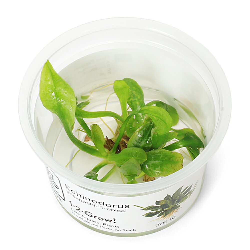 （水草）組織培養1−2−GROW！　エキノドルス　グリセバキー　トロピカ　トロピカ製（無農薬）（1カップ）