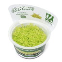 (水草)組織培養GROWOW! ホワイトパールグラス(無農薬)(1カップ)