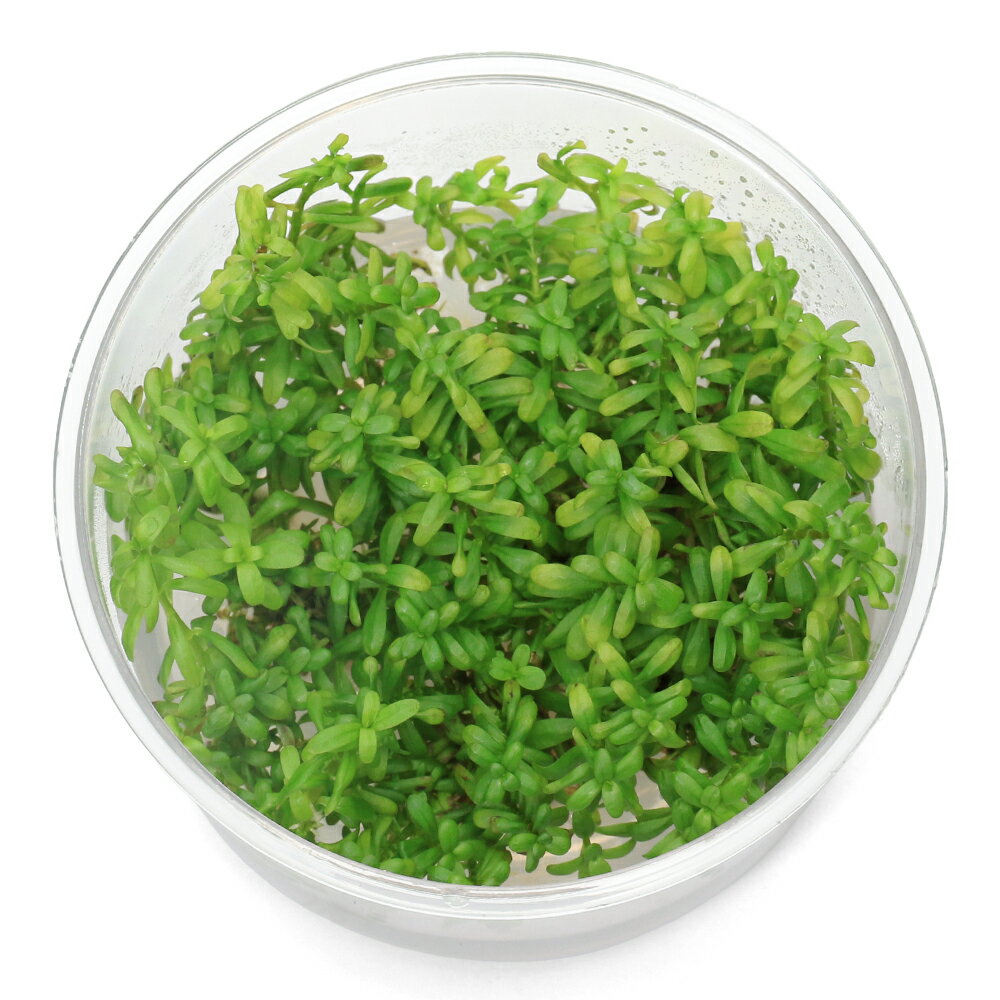 General - （水草）組織培養　ロタラ　ワイナード（無農薬）（1カップ）
