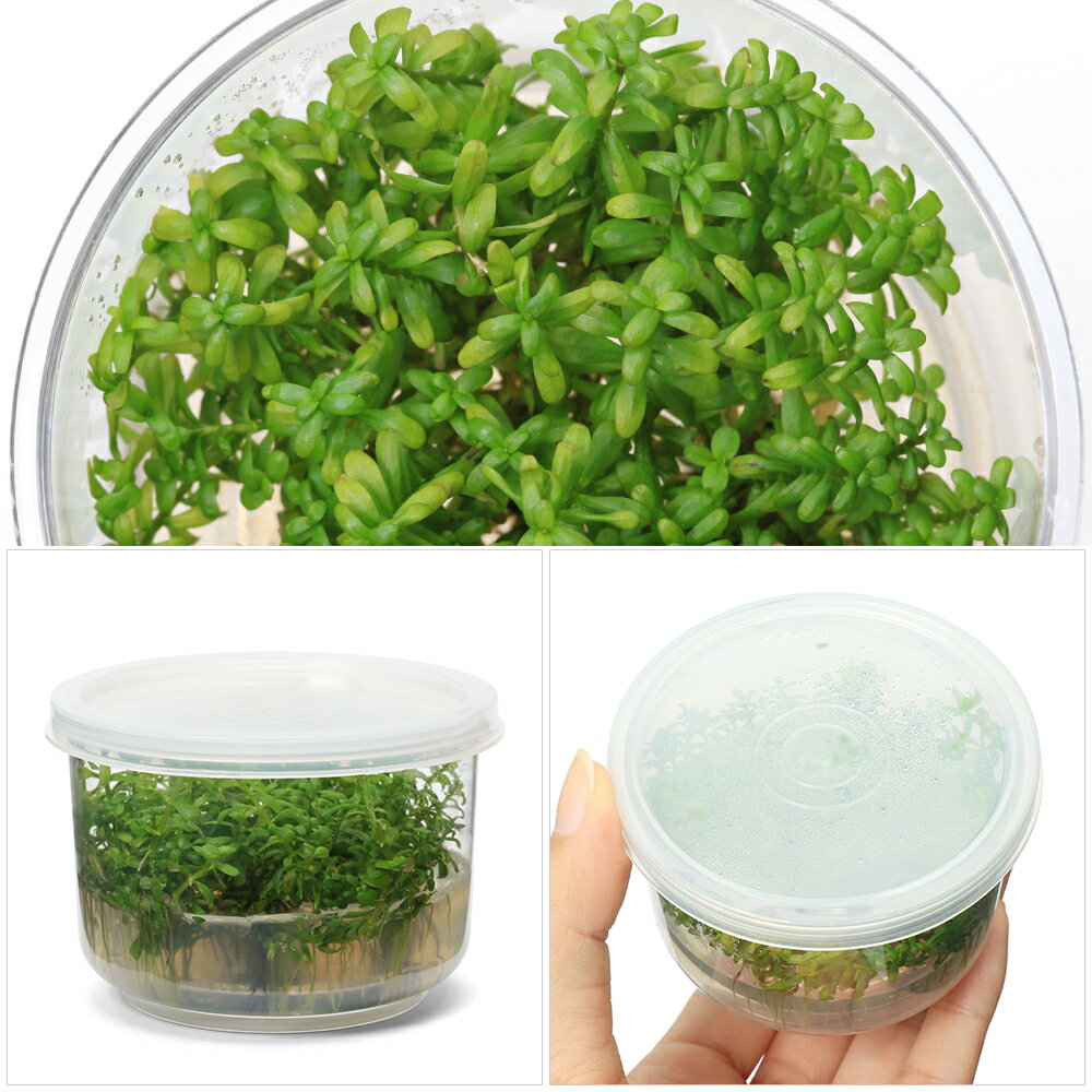 �ʿ�����ȿ����ܡ������顡�磻�ʡ��ɡ�̵�����ˡ�1���åס�