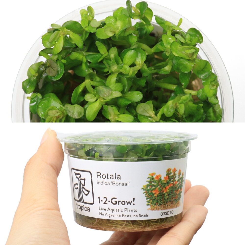 �ʿ�����ȿ�����1��2��GROW����������sp���ܥ󥵥����ȥ��ԥ�����̵�����ˡ�1���åסˡ�033E TC