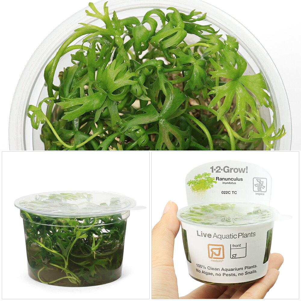 （水草）組織培養1−2−GROW！　ラヌンクルス　イヌンダタス（無農薬）（1カップ）　...
