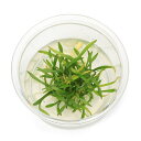 (水草)組織培養 クリプトコリネ パルヴァ ミニカップ(無農薬)(1カップ)