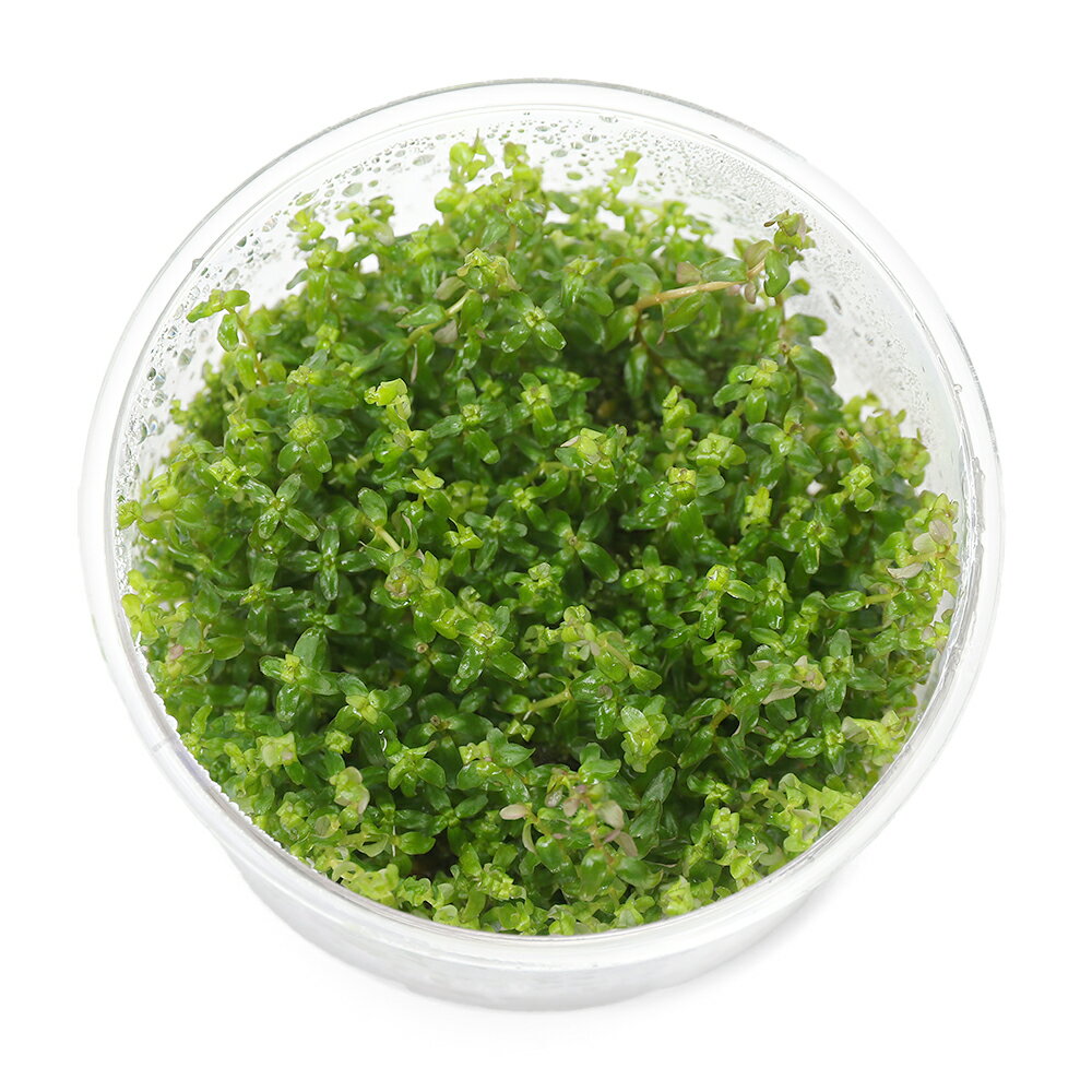 （水草）組織培養　ロタラsp．パール（無農薬）（1カップ）
