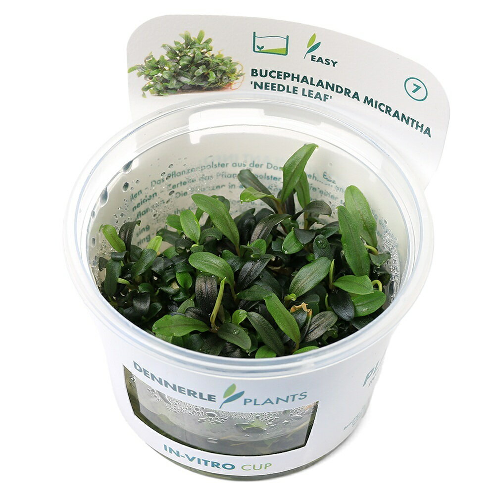 （水草）組織培養　デナリー　ブセファランドラ　ミクランサ　ニードルリーフ（無農薬）（1カップ）