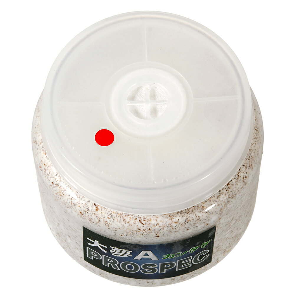 �ݻ�ӥ���̴A���ץ����ڥå����ʥ��󥿥��ˡ����ꥢ���ܥȥ롡500cc��1��