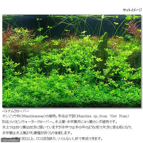 charm 楽天市場店の（水草）ベトナムクローバー（水中葉）（無農薬）（10株分）｜アングル2