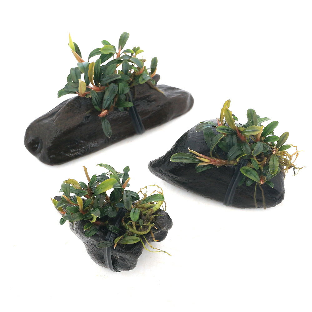 （水草）★活着済★　ブセファランドラsp．ボヤンミニナロー付流木　ミニサイズ（8cm以下）（水上葉）（無農薬）（1本）