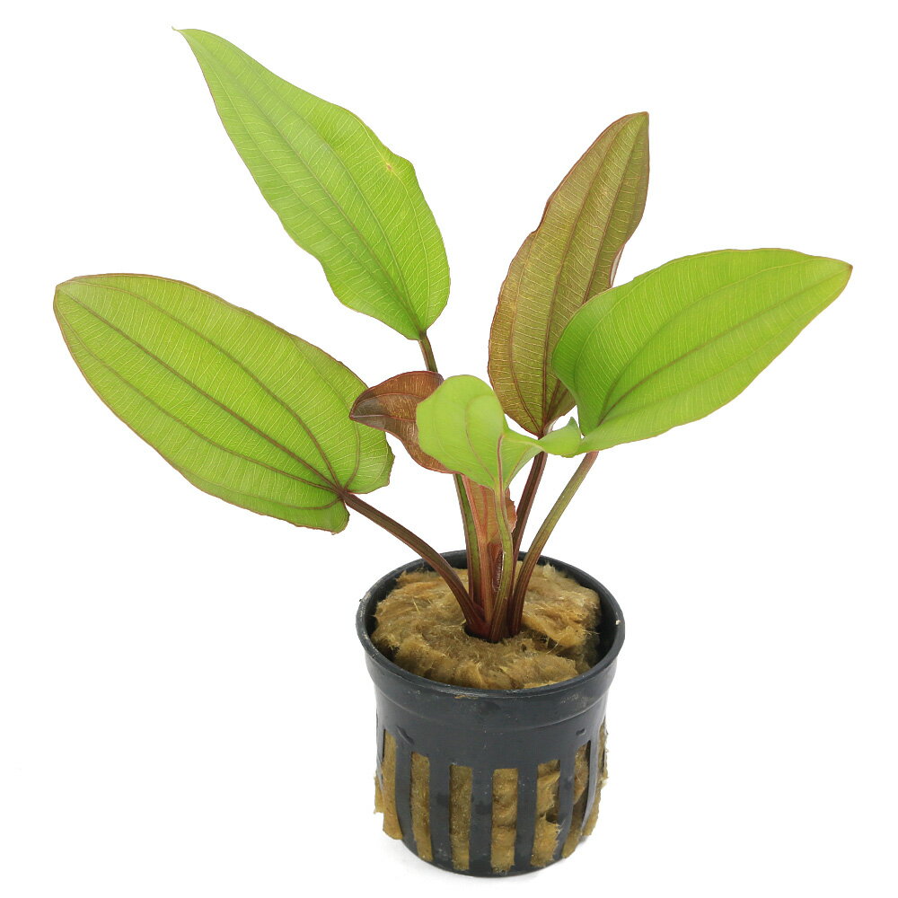 �ʿ���˥����Υɥ륹�����ѥ������ͥåȡʿ���աˡ�̵�����ˡ�1�ݥåȡ�