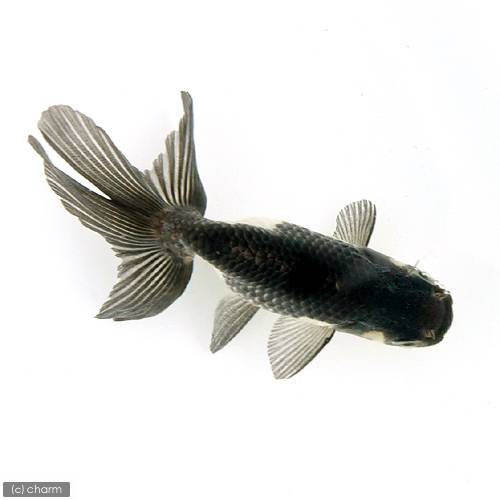 （国産金魚）羽衣秋錦　深見養魚場産（1匹）