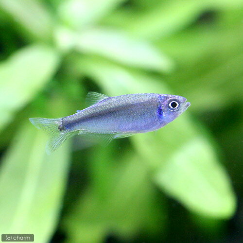 ��Ǯ�ӵ��˥ɥ�ե֥롼���ƥȥ��1ɤ�ˡ��̳�ƻ���彣�Ҷ������ݲ�