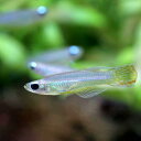 (熱帯魚)アプロケイリクティス・マクロフタルマス(ワイルド)(1匹) 北海道・九州航空便要保温