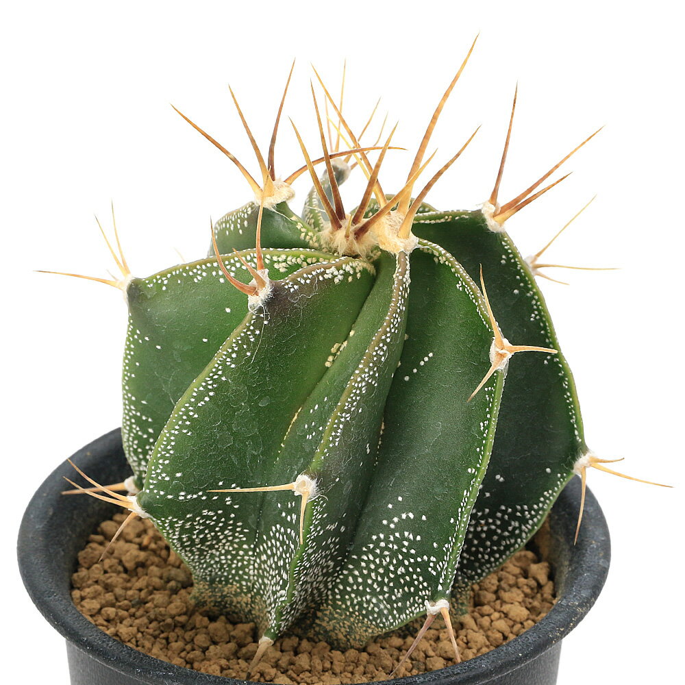 （多肉植物）サボテン　アストロフィツム　般若　3号（1ポット）のサムネイル