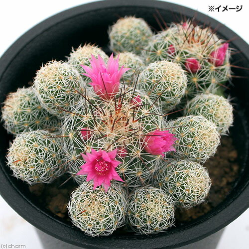 花が咲くサボテンとは 咲きやすい人気品種5選や 花言葉もご紹介 Kurashi No