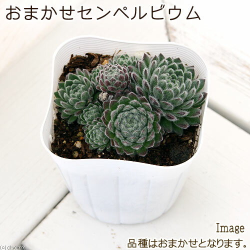 センペルビウム品種おまかせ2.5号