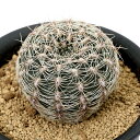 (多肉植物)サボテン ギムノカリキウム 羅星丸 3号(1鉢)