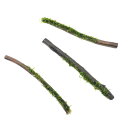 (水草)巻きたて ウィローモスsp.ナロー スティック流木 Sサイズ(約15cm)(水中葉)(無農薬)(1本)