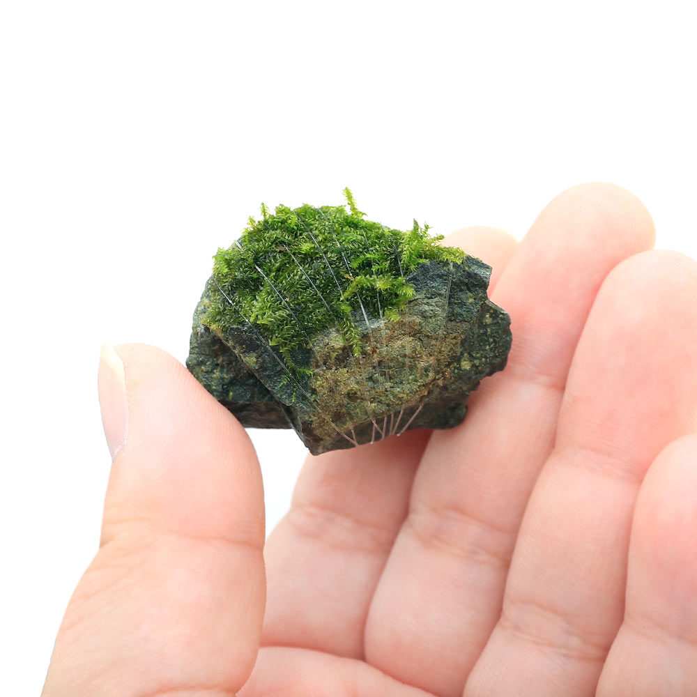 （水草）巻きたて　ウィローモスsp．ナロー　風山石小粒（水中葉）（無農薬）（5個）