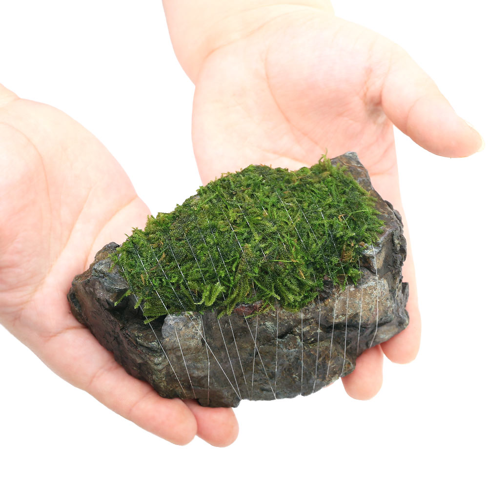 （水草）巻きたて　ウィローモスsp．ナロー　風山石　Mサイズ（約14cm）（水中葉）...