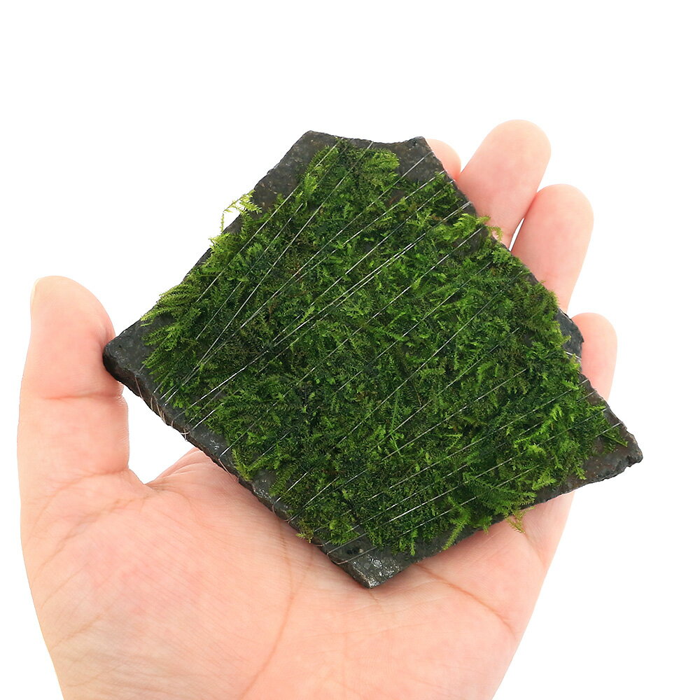 （水草）巻きたて　ウィローモスsp．ナロー　輝板石　Sサイズ（約10cm）（水中葉）...