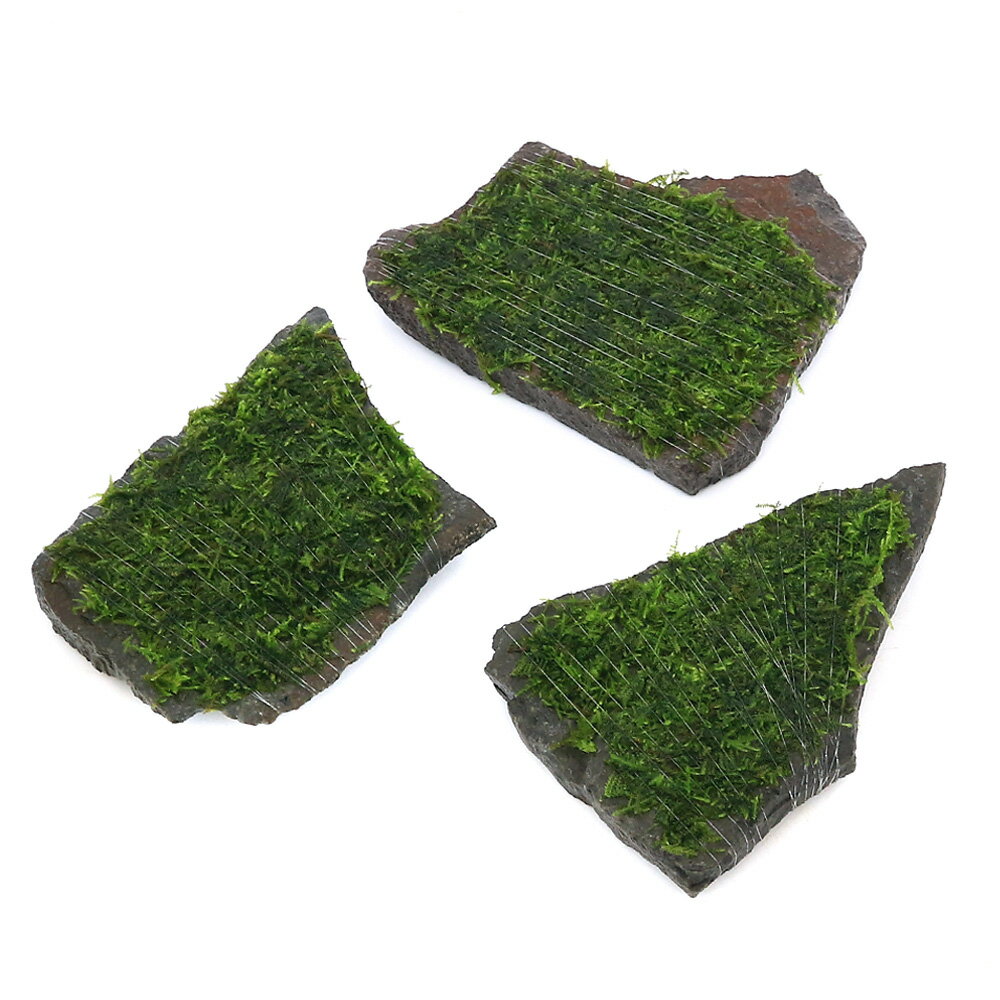 （水草）巻きたて　ウィローモスsp．ナロー　輝板石　Mサイズ（約14cm）（水中葉）（無農薬）（1個）