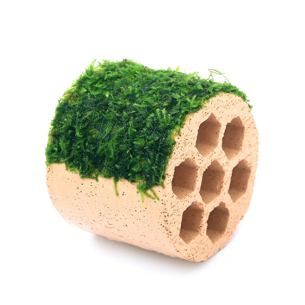 南米ウィローモスの様な柔らかさとジャイアント南米ウィローモスの大きさを合わせ持ったモスです！巻きたて　ハニカムシェルター　ウィローモスsp．ナロー発送サイズ（土台）直径6．5cm、長さ5．5cm、穴の大きさ1．5cm残留農薬状態無農薬別名ウィローモス学名（※）Vesicularia　sp．（※）…改良品種や学名が不明の種は流通名での記載の場合があります。分類ハイゴケ科（Hypnaceae）ヴェシクラリア属（Vesicularia）分布−どんな種類？活着性を持つ苔の仲間で、落ち着いた色合いの複雑な茂みを作ることから流木や石に括り付けてレイアウトに多用されます。ウィローモスを活着させた石や、流木はまさに「苔生した」と言う言葉がピッタリの非常に赴きある水景をかもし出します。その複雑な茂みは産卵場所や、隠れ家に向き、稚エビや稚魚の餌となる微生物が発生しやすいと言われ、ブリーディングタンクにも使用されます。レイアウトにブリーディングに幅広い用途に使用できる万能選手といえる水草です。餌やブリーディング目的で育成するには、ある程度ほぐして、そのまま沈めてしまって問題ありません。光量も60cm水槽で1灯もあれば、維持するには十分です。また元々日本に自生している種類でもあり冬の低温にも強いです。メダカ水槽への使用もお勧めです。レイアウト水槽で使用するには若干のCO2添加があった方が綺麗に育ちます。また低光量にも強いですが、特に活着させて長期間維持していると、何重にも折り重なって光が完全に当たらなくなる部分ができます。こうなるとその部分が枯れ始めてしまいますので注意が必要です。上手く活着させるコツはできるだけ均一に薄く被せた後、テグスで巻きつけます。ウィローモスの状態や量によりますが糸と糸の間の間隔が最低でも5mm以下であった方がはがれが少ないです。また活着したことが確認できたら、一度葉を短く刈り込むと、次の葉が綺麗に生え揃います。トリミングには強いので、雑に刈り込んでしまっても育成に支障はきたしません。またレイアウト重視の水槽の場合は、その時のカットカスはしっかりと取り除きましょう。水中の栄養分が多いと茶色い根（仮根）を出します。また高光量かではどちらかと言うとごわごわとした葉に育ちます。貧栄養、低光量下でも育つと言う特徴を生かして、他の草の陰になる部分に石等に活着させて配置する方法がお勧めです。またウィローモスをメインとする水槽であれば、光量、水中の肥料分とも押さえ気味にした方がコケの発生も少なく綺麗に育てることができます。ウィローモスに合わせた環境ではあまりコケが出ることはありませんが、糸状のコケが出た場合はヤマトヌマエビ等を投入しましょう。またウィローモスは薬にやや弱い部分があり、普通の有茎草等には影響の無いコケ除去剤でも育成に影響を与えることがあります。育成要件＆データ育成難易度　→　★☆☆☆☆光量　　　　　→　60cm20W2灯以上（1600lm〜）CO2　　　　 →　無くても可　1滴／3秒（60cm標準水槽相当）pH　　　　　　→　5〜7GH　　　　 　 →　0〜6kH　　　　　　→　0〜6温度　　　　　→　20〜27度底砂 　　　　→ ソイル、砂、大磯推奨水槽　　→　30cm以上　植栽位置　　→　前□■■□□後草姿　　　　　→　コケ・モス類、活着系最大草姿　　→　−生長速度　　→　遅め増殖方法　　→　枝わかれ※…育成環境は一例です。必ずしもこの環境下であれば育つことを確約するものではございません。注意※表記サイズはおおよその目安です。育成環境や、成長の度合いにより最大サイズは異なります。Plants　Green　プランツグリーン　250ml　（水草の栄養液）Fe　Energy（エフイーエナジー）　アクア　濃縮タイプ　20mL　（水草の栄養液）アクロ　TRIANGLE　LED　GROW　600　3000lm　60cm水槽　照明　水草育成　熱帯魚　アクアリウム　ライト魚が簡単に飼える　リーフプロソイル　水草用　スーパーパウダー　8L　お一人様3点限りステンレス　ハサミ　25cm　ストレートタイプ　水草　トリミング　剪定プラスチックトレイ　ホワイトモスライン　1．5g（約50m）　モスカラー（深緑）　植物活着用ナイロン糸（エビ）ミナミヌマエビ（20匹）（＋1割おまけ） … _aqua　熱帯魚・エビ他　水草　ビギナー　初心者向け　水草付き土台　巻きたて　まきたて　エビ用水草　メダカ産卵用　ウィローモス　ハニカム　ウィローモスsp.　Vesicularia　sp.　y23m04　20230412　2023zenki　46house　JA　catmosscreate2022other　ナロー　narrow（水草）巻きたて　ハニカムシェルター　ウィローモスsp．ナロー（水中葉）（無農薬）（1個）構成する商品内容は在庫状況により予告無く変更になる場合がございます。予めご了承下さい。■この商品をお買い上げのお客様は、下記商品もお買い上げです。※この商品には付属しません。■Plants　Green　プランツグリーン　250ml　（水草の栄養液）Fe　Energy（エフイーエナジー）　アクア　濃縮タイプ　20mL　（水草の栄養液）アクロ　TRIANGLE　LED　GROW　600　3000lm　60cm水槽　照明　水草育成　熱帯魚　アクアリウム　ライト魚が簡単に飼える　リーフプロソイル　水草用　スーパーパウダー　8L　お一人様3点限りステンレス　ハサミ　25cm　ストレートタイプ　水草　トリミング　剪定プラスチックトレイ　ホワイトモスライン　1．5g（約50m）　モスカラー（深緑）　植物活着用ナイロン糸（エビ）ミナミヌマエビ（20匹）（＋1割おまけ）