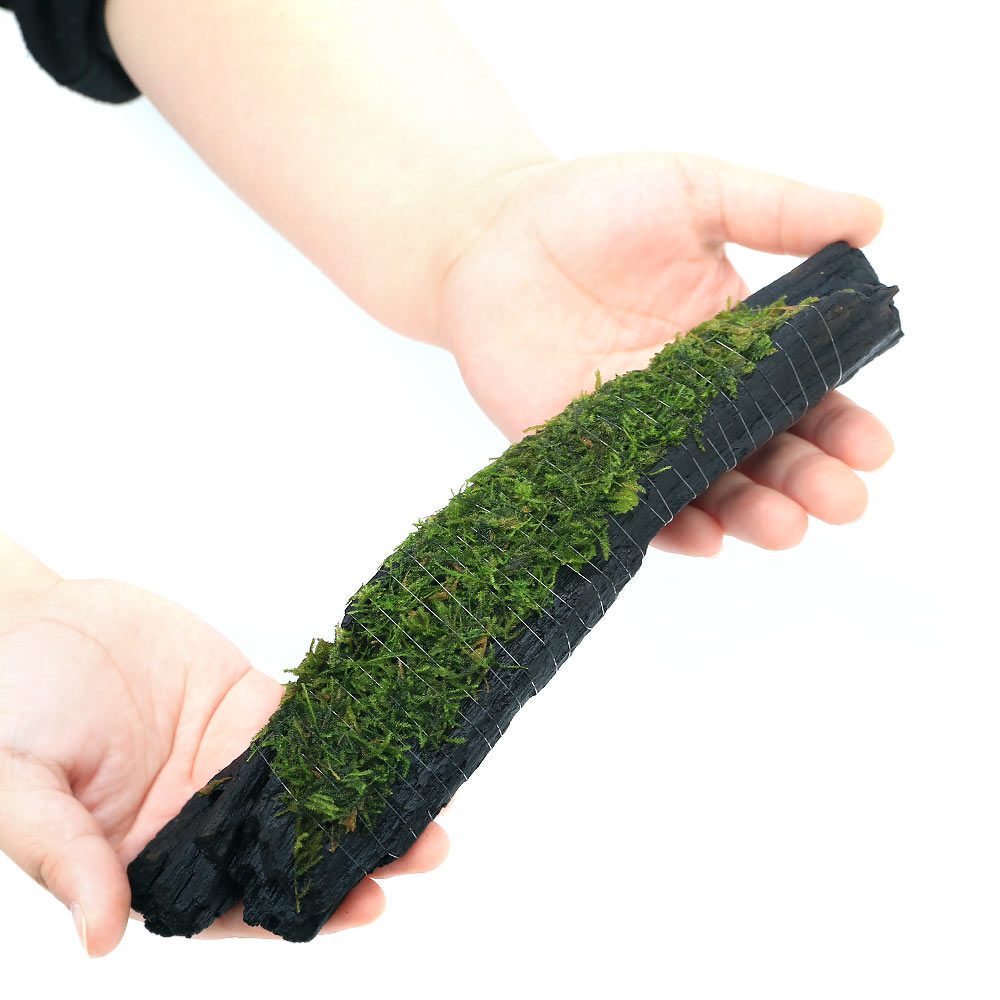 （水草）巻きたて　ウィローモスsp．ナロー　流木　Lサイズ（約25cm）（水中葉）（...