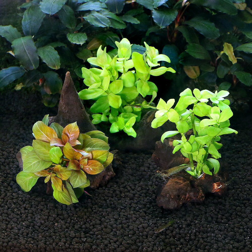 （水草）おまかせ有茎草　穴あき流木　Sサイズ（約15cm）（半水中葉）（無農薬）（1個）　北海道航空便要保温