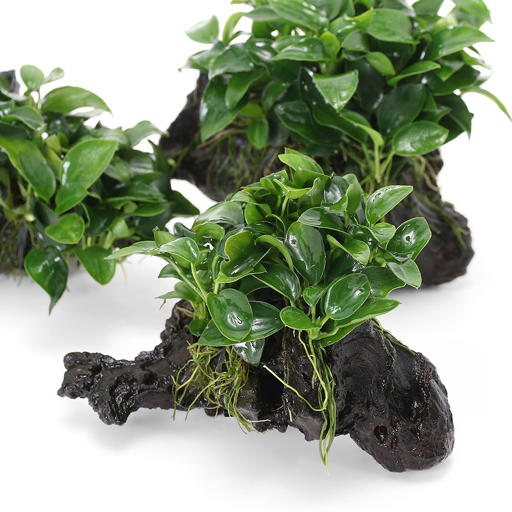 （水草）★活着済★　アヌビアスナナ　プチ　流木　SSサイズ（約10cm）（水上葉）（1本）　北海道・九州航空便要保温