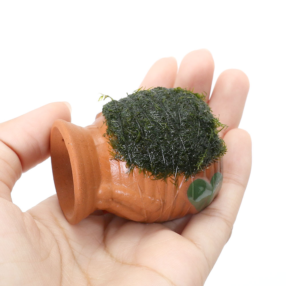 （水草）巻きたて　タコツボミニミニ　ウォーターフェザー（水中葉）（無農薬）（1...