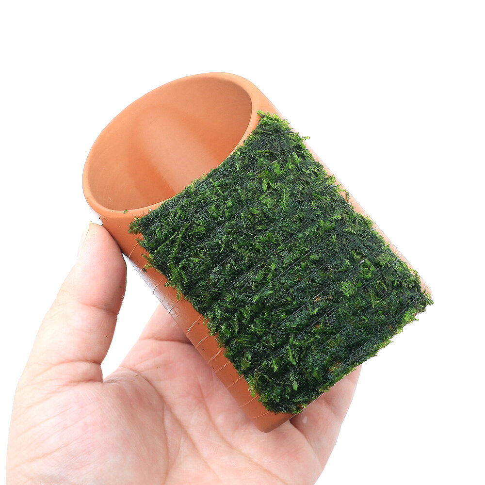 （水草）巻きたて　ウィローモス　素焼きシェルター　太短タイプ（水中葉）（無農...