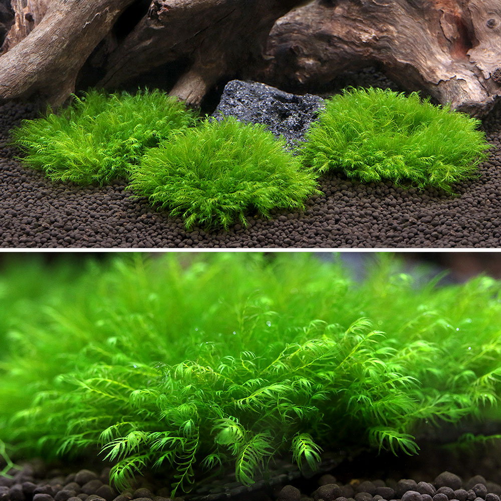 （水草）★育成済★　ウォーターフェザー　ハーフクッション（水中葉）（無農薬）（1...