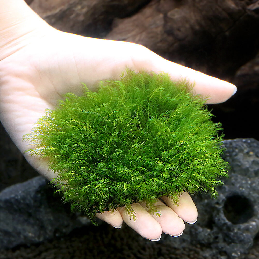 （水草）★育成済★　ウォーターフェザー　ハーフクッション（水中葉）（無農薬）（1...