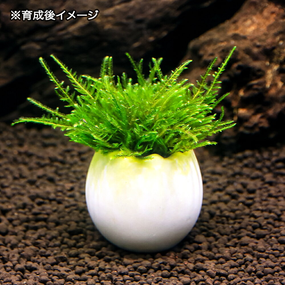 （水草）エッグプランター　ジャイアント南米ウィローモス（水中葉）（無農薬）（1...