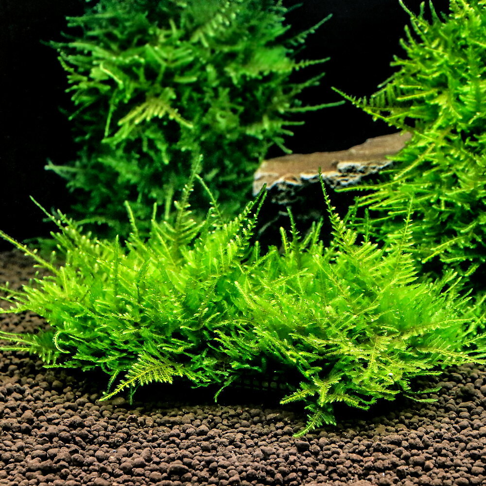 三角葉が特徴的なモスです。ビーシュリンプなどにも最適！育成済　ジャイアント南米ウィローモス　クッション（水中葉）（無農薬）（1個）発送サイズ（土台）約7cm〜13cm※水槽全面に並べる場合、60cm水槽で16個、30cmキューブ水槽で8個程度置くことができます。残留農薬状態無農薬別名スパイキーモス学名（※）Taxiphyllum　sp．（※）…改良品種や学名が不明の種は流通名での記載の場合があります。分類ハイゴケ科（Hypnaceae）キャラハゴケ属（Taxiphyllum）分布アジアどんな種類？南米産ウィローモスと比べるとやや大型で、幾何学的な形状に葉を展開するウィローモスの仲間です。活着性も有り流木や石に活着させ、様々な方法で使用できる草です。レイアウト水槽は言うまでも無く、標準的な1〜2灯程度のライトで十分に見ごたえのある姿に育てられることから、生体メインの水槽のポイントとして重宝される種類です。育成面での要求はそれ程厳しくありませんが、最大の魅力である整った葉の形を楽しむのであればやや暗めの照明（1〜2灯程度）、少量のCO2と肥料分の添加を行った方が良いです。水質にもうるさくなく、底床もソイル、砂利系どちらでも構いません。元々水草育成をメインにセッティングした水槽ではそれ程難なく育てることができる種類ですが、グロッソスティグマやグリーンロタラ向けにセッティングした、高光量で肥料が多目の水槽ではエビを活用してコケの発生を防ぐようにしましょう。活着性は弱めなので、石や流木に括り付けるにはテグスの使用がお勧めです。新芽がコンスタントに伸び始めていることが確認できたら、一度葉をカットすると次から生えてきた葉がきれいに生え揃うのもウィローモスと同じです。できあがった茂みは美しく、ついついカットをためらってしまいますが、あまり密集しすぎると光のあたらない部分ができてしまい、そこから枯れて剥がれてしまったり、またゴミや排泄物が溜まって水質の悪化の原因となります。時々カットして下の葉にも十分に光が当たるようにしたり、水替えの際にホースで間に溜まっているゴミを吸い出すようにすると、予想外のトラブルを未然に防ぐことができます。美しい幾何学的な茂みと若干のCO2の添加で維持できる、茂みが隠れ家となり、また微生物が発生しやすいポイントともなる、と言うことから、見た目と実用を兼ねてブリーディングに用いられること多い種類です。コケ取りはエビ類となりますが、ジャイアント南米産ウィローモスメインの水槽であれば、光量を抑え気味に設定し、コケの発生を防ぐ方法もお勧めです。様々なバリエーションがあるモスの仲間ですが、育成が容易な上、幾何学的な形状が楽しめるのがこのジャイアント南米産ウィローモスです。一般的な水草水槽の環境であれば、他の草の陰になる様な位置でも十分に美しく育ちますので、応用範囲も広いです。また環境への要求がシビアでないことから、小型水槽への使用にも耐えうる種類です。葉を短く維持すれば前景に、長く伸ばせば後景にと、小型水槽の中一つを取ってみても、様々な用途に使用できます。育成要件＆データ育成難易度　→　★★☆☆☆光量　　　　　→　60cm20W3灯以上（2400lm〜CO2　　　　 →　1滴／3秒（60cm標準水槽相当）pH　　　　　　→　5〜7GH　　　　 　 →　0〜6kH　　　　　　→　0〜6温度　　　　　→　20〜27度底砂　　　　　→　ソイル、砂、大磯推奨水槽　　→　30cm以上植栽位置　　→　前□■■□□後草姿　　　　　→　コケ・モス類、活着系最大草姿　　→　—生長速度　　→　遅め増殖方法　　→　枝わかれ※…育成環境は一例です。必ずしもこの環境下であれば育つことを確約するものではございません。注意※画像はイメージです。育成環境や、成長の度合いにより最大サイズは異なります。※一部、枯れ等が混入する恐れがございます。※生長度合により、三角葉が出ていない場合がございます。生長とともに出てきます。ガラス水槽　アクロ30キューブ　30×30×30cm　30cm水槽　熱帯魚　水草　シュリンプ　アクアリウム　小型水槽　お一人様1点限りアクロ　TRIANGLE　LED　GROW　300　1000lm　30cm水槽　照明　水草育成　熱帯魚　アクアリウム　ライト魚が簡単に飼える　リーフプロソイル　水草用　パウダー　3L　お一人様9点限りLeaf　CO2　ボンベ　74g　5本セット　炭酸ボンベ　汎用品　新瓶　水草育成　水草　水草水槽アクロ　ステンレス　ハサミ　25cm　先曲タイプ　水草　トリミング　剪定アクロ　ステンレスピンセット　16cm　クチバシタイプCO2フルセット　チャームオリジナルコンパクトレギュレーター　Aセット（6mm対応）　水草　CO2添加　おまけ付きPlants　Green　プランツグリーン　500ml　（水草の栄養液）Plants　Fine　K（カリウム）400ml（水草の栄養液）（エビ）無選別　レッドビーシュリンプ（10匹）　北海道・九州航空便要保温（エビ）ミナミヌマエビ（10匹）（＋1割おまけ） … PF_SPQ　熱帯魚　エビ他　活着する水草　コケの仲間　小型水槽用水草　水草　モス類　育成済み　水中葉　無農薬　三角葉　ワンポイント　隠れ家　ふわふわ　レイアウト　20240418　YN　シュリンプ　メダカ　ビーシュリンプ　チェリーシュリンプ　モコット　マット　シート　クッション　プレート　スパイキーモス　Y24M04　catmossraise2022giantsouth　chousenaisyoku　MOSNAISYOKU（水草）★育成済★　ジャイアント南米ウィローモス　クッション（水中葉）（無農薬）（3個）■この商品をお買い上げのお客様は、下記商品もお買い上げです。※この商品には付属しません。■ガラス水槽　アクロ30キューブ　30×30×30cm　30cm水槽　熱帯魚　水草　シュリンプ　アクアリウム　小型水槽　お一人様1点限りアクロ　TRIANGLE　LED　GROW　300　1000lm　30cm水槽　照明　水草育成　熱帯魚　アクアリウム　ライト魚が簡単に飼える　リーフプロソイル　水草用　パウダー　3L　お一人様9点限りLeaf　CO2　ボンベ　74g　5本セット　炭酸ボンベ　汎用品　新瓶　水草育成　水草　水草水槽アクロ　ステンレス　ハサミ　25cm　先曲タイプ　水草　トリミング　剪定アクロ　ステンレスピンセット　16cm　クチバシタイプCO2フルセット　チャームオリジナルコンパクトレギュレーター　Aセット（6mm対応）　水草　CO2添加　おまけ付きPlants　Green　プランツグリーン　500ml　（水草の栄養液）Plants　Fine　K（カリウム）400ml（水草の栄養液）（エビ）無選別　レッドビーシュリンプ（10匹）　北海道・九州航空便要保温（エビ）ミナミヌマエビ（10匹）（＋1割おまけ）