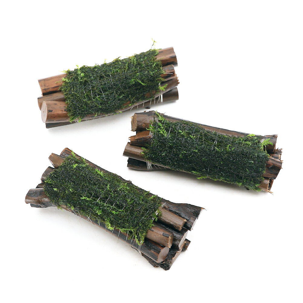 （水草）巻きたて　バブルモス　エビ長屋（水中葉）（無農薬）（1個）