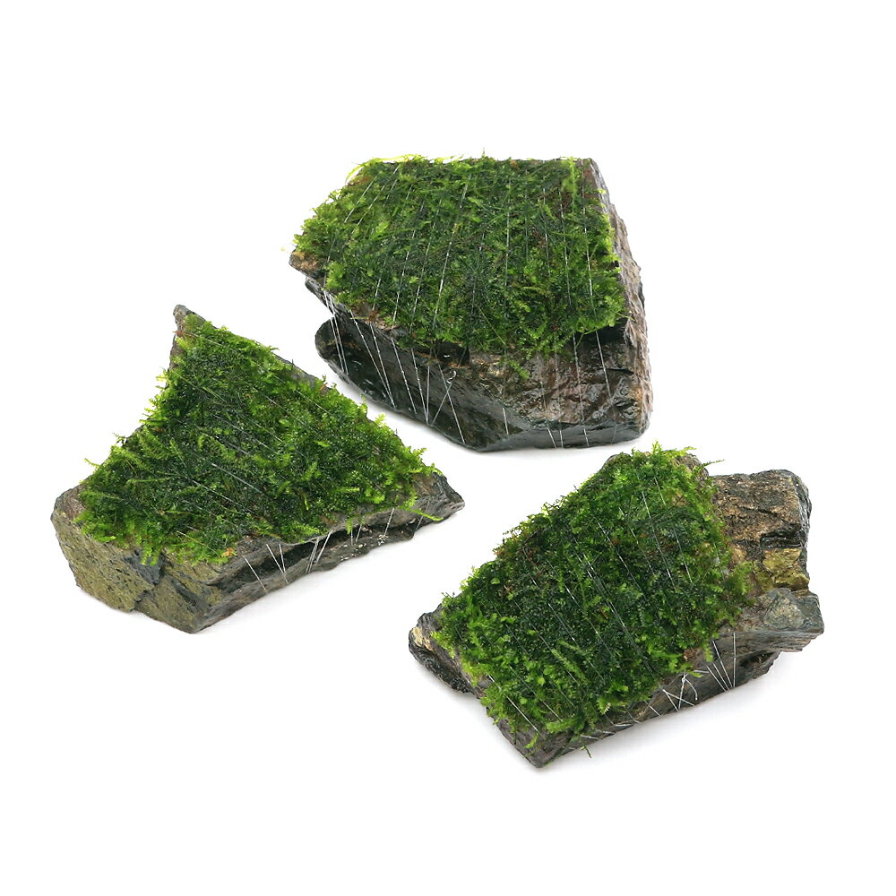 （水草）巻きたて　サムライモス（シマフクロハイゴケ）　風山石Sサイズ（約10cm）（水中葉）（無農薬）（1個）