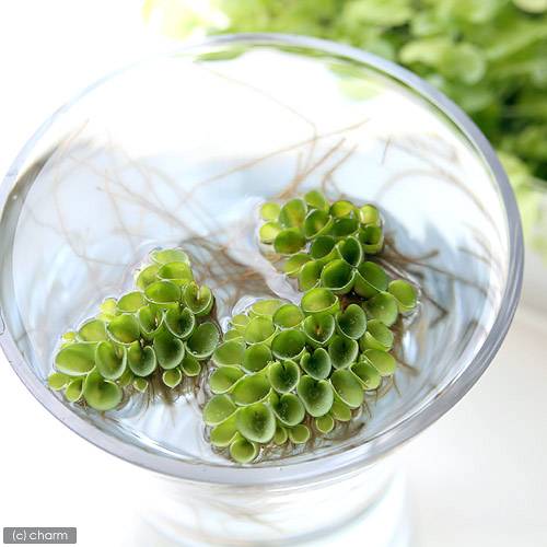 ������˥���ӥ˥��������顼����̵�����ˡ�30����