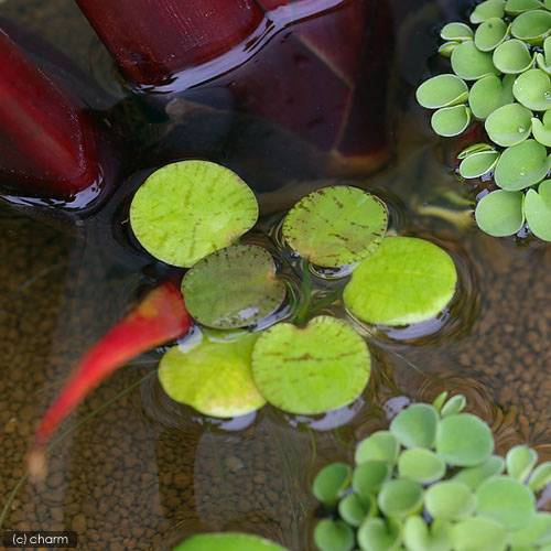 浮き草の仲間は根から多くの養分を吸収するため、水を浄化する能力に優れます。水槽や外掛け式フィルターに浮かべて使うと有効です。フィルターの無い水槽やグラス飼いのベタ等におすすめです。また、水だけ入れた背の低いグラスに入れておけばかわいいインテリアにもなります。可愛らしい小型の浮き草！（浮草）ドワーフフロッグビット（無農薬）（30株）販売名ドワーフフロッグビット別名ドワーフアマゾンフロッグビットアマゾントチカガミ学名（※）Limnobium　laevigatum”limne”（沼）＋”bios”（生活）（※）…改良品種や学名が不明の種は流通名での記載の場合があります。分類トチカガミ科（Hydrocharitaceae）分布南米どんな種類？トチカガミ科（Hydrocharitaceae）の植物。南米の河川や湖沼に生育する多年草の浮き草です。アマゾンフロッグビットよりのやや小さいシルエットが人気です。丸く小さい葉からビオトープなどにも多く使われます。浮草の仲間は水槽内では光量不足などで育たない場合が多いですが、蛍光灯でも十分育成可能な種類です。円形の葉を放射状に展開しながら成長し、夏場の高気温、高光量の条件下ではランナーを伸ばして子株を作り、盛んに繁殖します。状態もよくなると葉に虎柄の模様が入ります。水質にもあまりうるさくなく、弱酸性から弱アルカリ性と幅広く順応できるので、導入しやすい浮草です。育成要件＆データCO2　　　　　→　要光量　　　　　 →　60cm20W3灯以上（2400〜3000lm）温度　　　　　 →　20〜28度水質　　　　　 →　中性〜弱酸性※…育成環境は一例です。必ずしもこの環境下であれば育つことを確約するものではございません。育成のコツ60cm水槽で2灯以上、酸性〜中性、ソイル、CO2添加あり、液肥主体の施肥で育成しやすいです。メタハラなどの直下では爆発的に増えるので、適度に間引く必要があります。その他それ程大きくならないので小型鉢のビオトープなどにもよく利用されます。 ←詳しくはこちらをご覧ください。（めだか）ヒメダカ（6匹）（エビ・貝）ヒメタニシ（10匹）（＋1割おまけ）水草＆サンゴの成長を促進！　Q10サポートエレメンツ　淡水・海水用　30mL3袋セット水草＆サンゴの成長を促進！　Q10サポートエレメンツ　淡水・海水用　500mL　微量元素添加剤　ミネラル … _gardening　金魚・メダカ　shrimp_plants　_aqua　金魚藻　CO2なしでも育つ水草　floating　水草　浮き草　all_plants　wp_kywrd　5wptop200311　inc_biouki　beginnerbiotope　pointyh50304seitai　pointrk50304seitai　aoko2023measures　y22m01・（浮草）ドワーフフロッグビット（無農薬）（1株） 構成する商品内容は在庫状況により予告無く変更になる場合がございます。予めご了承下さい。■この商品をお買い上げのお客様は、下記商品もお買い上げです。※この商品には付属しません。■（めだか）ヒメダカ（6匹）（エビ・貝）ヒメタニシ（10匹）（＋1割おまけ）水草＆サンゴの成長を促進！　Q10サポートエレメンツ　淡水・海水用　30mL3袋セット水草＆サンゴの成長を促進！　Q10サポートエレメンツ　淡水・海水用　500mL　微量元素添加剤　ミネラル