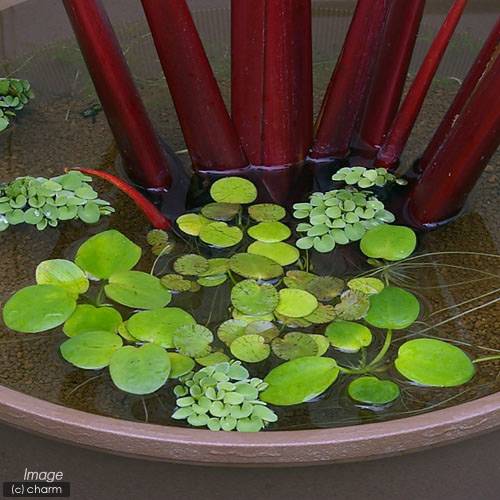 ������˥ɥ�եե��å��ӥåȡ�̵�����ˡ�30����