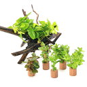 (水草)置くだけ簡単レイアウトセット アヌビアスナナ ゴールデン+おまかせ有茎草5種 (1セット)