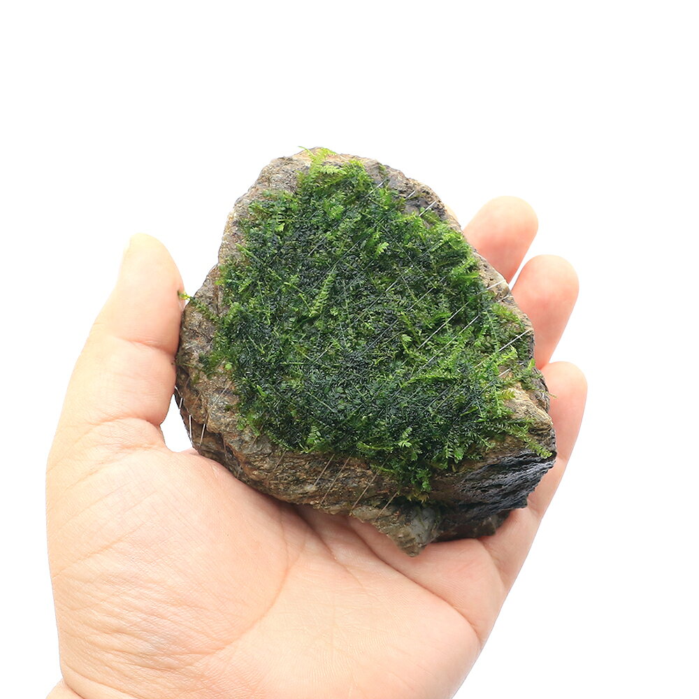 （水草）巻きたて　ウィーピングモス　風山石Sサイズ（約10cm）（水中葉）（無農薬...