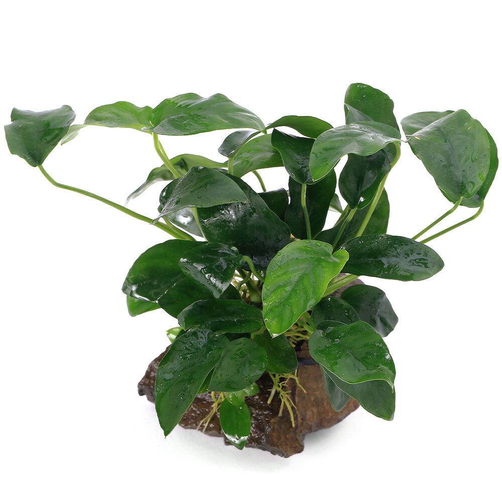 （水草）★活着済★　アヌビアスナナ　風山石　Sサイズ（約10cm）（水上葉）（無農薬）（1本）　北海道・九州航空便要保温