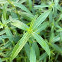 (水草)アマニアsp.海南島産(水上葉)(無農薬)(10本)