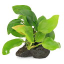 (水草)アヌビアスナナ ゴールデン 風山石小粒(3〜5cm)(水上葉)(1個)