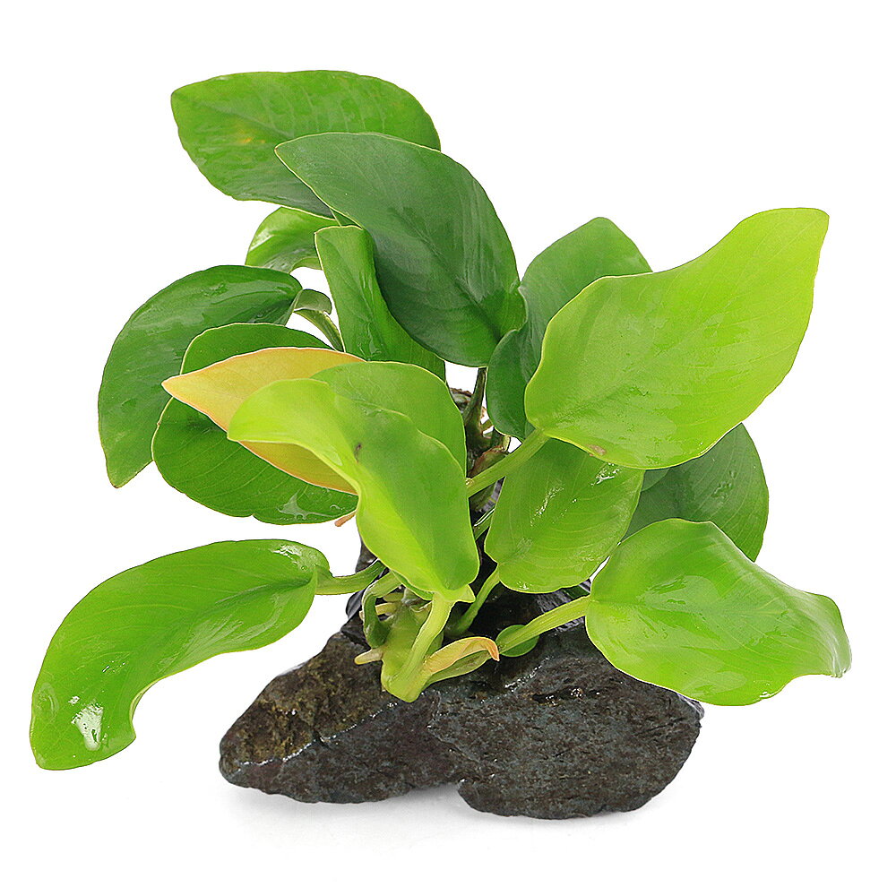 （水草）アヌビアスナナ　ゴールデン　風山石小粒（3〜5cm）（水上葉）（3個）